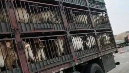 江苏养殖户称543只羊运到贵州遭羊贩盗卖,当地警方立案又撤案,镇政府:双方合作养羊,账目存在分歧引发纠纷