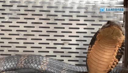 3米长、手臂粗的眼镜王蛇潜入云南一村民家中……