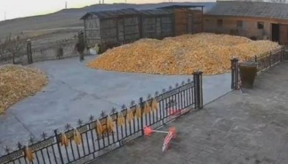 黑龙江老虎进村咬伤七旬大爷，儿媳妇大喊后老虎跑掉，村民都不敢出门