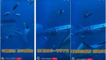 海洋馆里的鲸鲨竟是“机器鱼”,游客怒了!假鲸鲨贵的也要千万元,专家:确实有难处