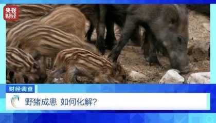 多地频现野猪伤人致害!为什么不能放开猎捕?记者调查
