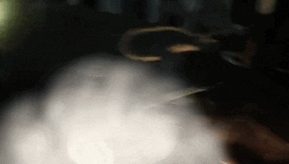 江西一高校惊现野猪,最后在食堂被成功抓获