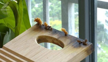 “可以蒸蛋”!昆明一女子家中搓衣板上长菌,品种竟是……