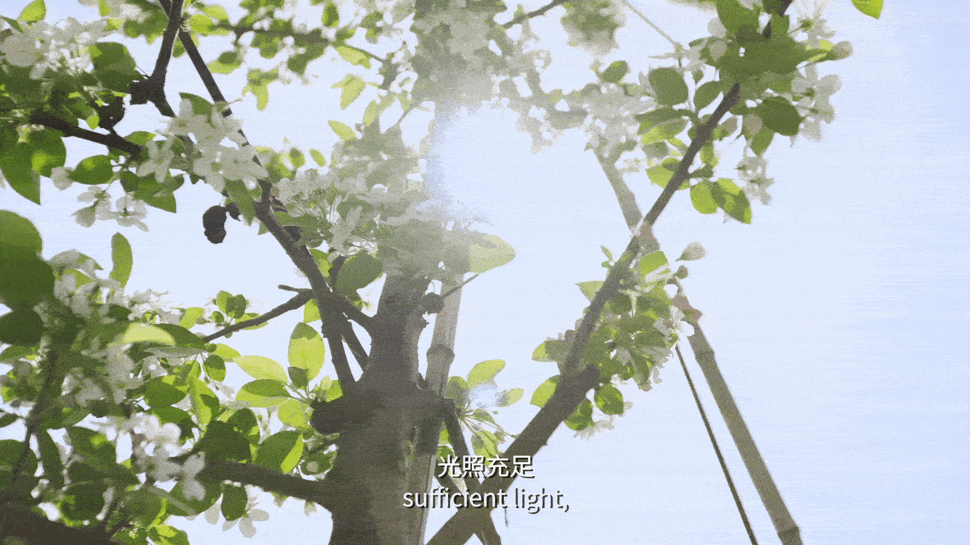 一颗果·香甜致富之路 An apple that makes a sweet and affluent future