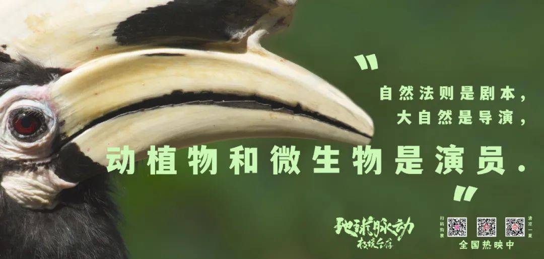 《地球脉动：极境生存》：自然视听盛宴，每一帧都美的奇观