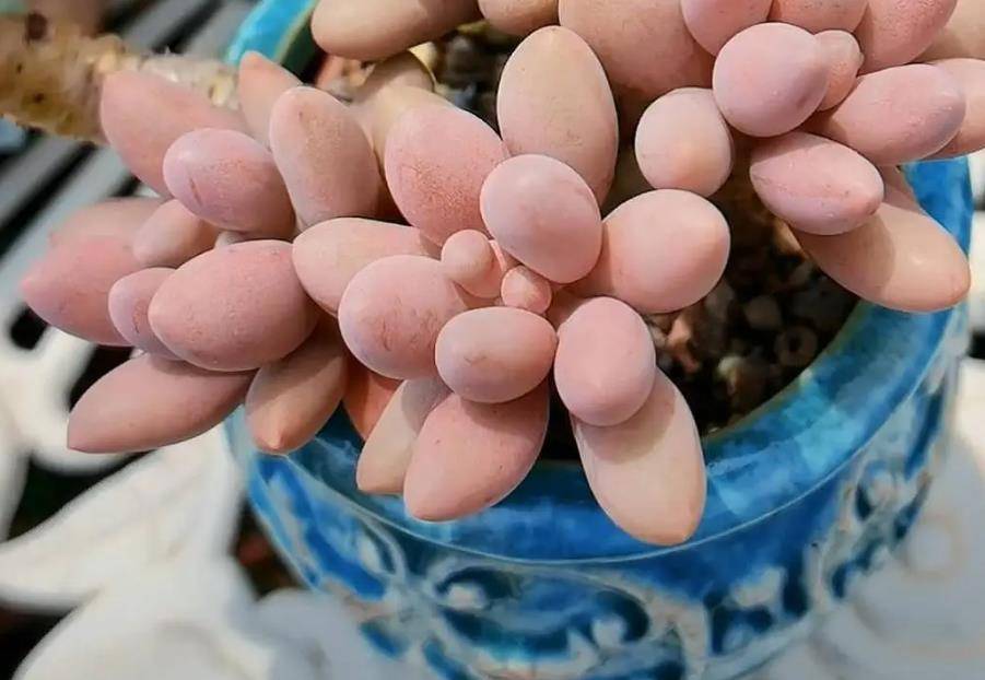 5种花夏天“瞌睡多”，少浇水多通风不施肥，枝繁叶茂美极了