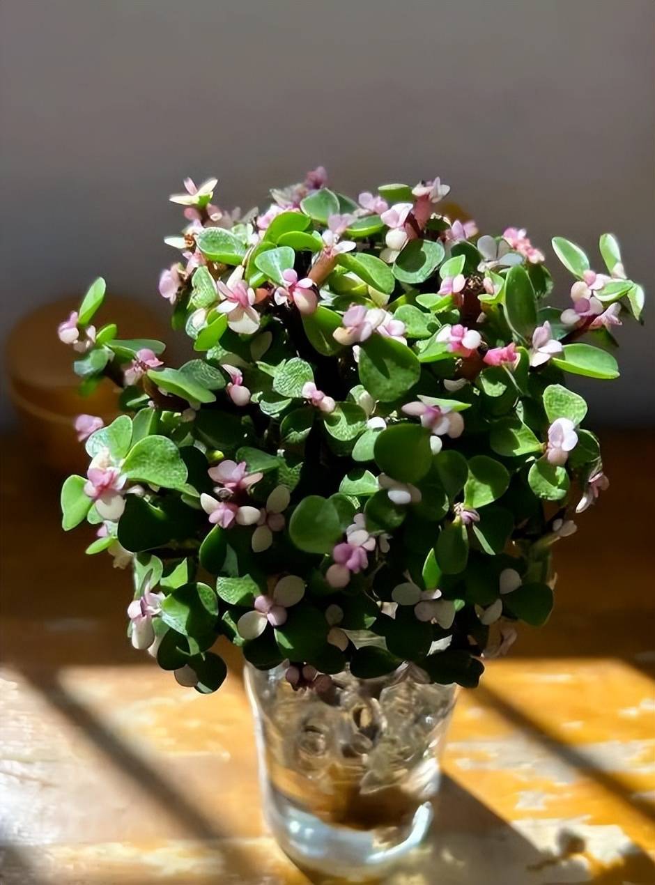 5种花夏天“瞌睡多”，少浇水多通风不施肥，枝繁叶茂美极了