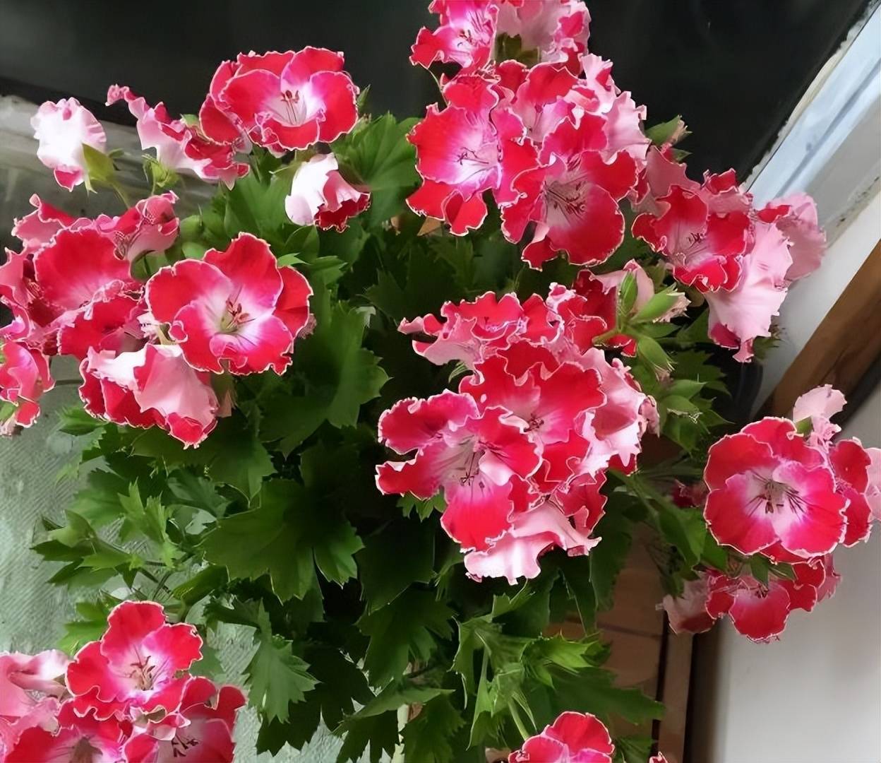5种花夏天“瞌睡多”，少浇水多通风不施肥，枝繁叶茂美极了